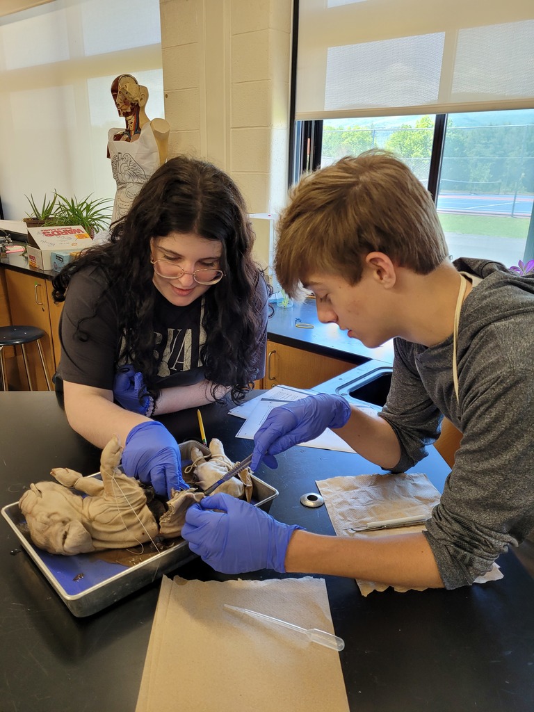 a high school female and male wear blue exam gloves while dissecting a fetal pig on the lab table