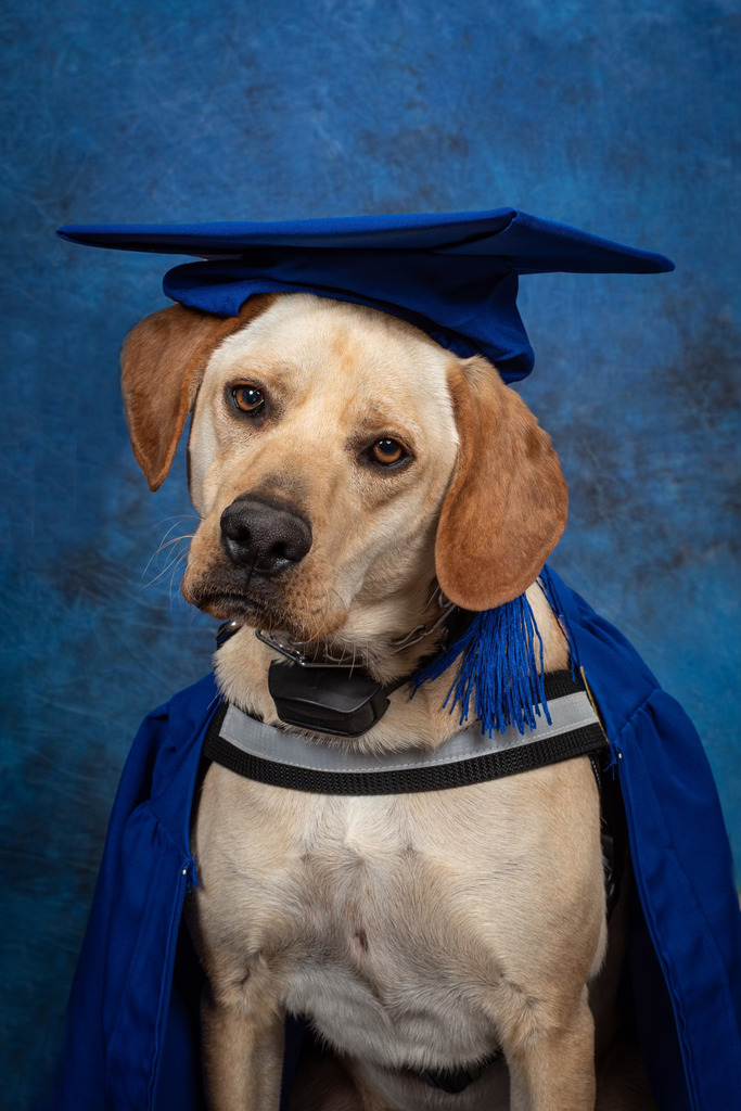 a school photo of a yellow lab wearing blue graduation cap and gown