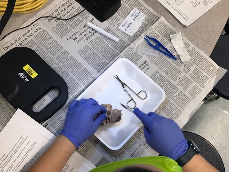 dissecting an eye